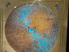 -上海昆虫博物馆