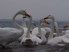 -烟墩角天鹅湖