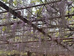 -嘉定紫藤园