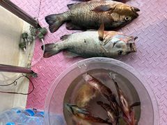 -小猫钓鱼海钓俱乐部(椰梦长廊店)