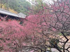 -庐山风景名胜区-东林大佛