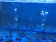 -八仔大富楼·河鲜(西江店)