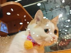 -欣宠猫屋·矮脚拿破仑·蓝金金渐层