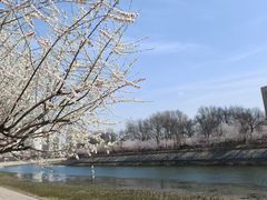 -桃花堤公园