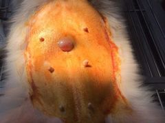 -圣宠动物医院·犬猫专科·影像中心·外科中心