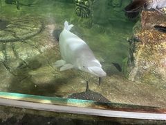 -太奥幻太奇海洋馆