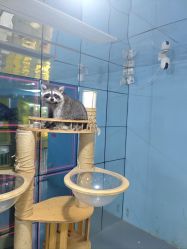 -神奇动物撸宠馆·羊驼·小浣熊·异宠(豫园店)