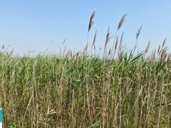 -盐城丹顶鹤湿地生态旅游区