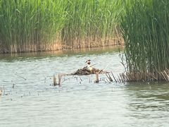 -野鸭湖国家湿地公园