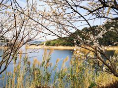 -广州市流溪河国家森林公园