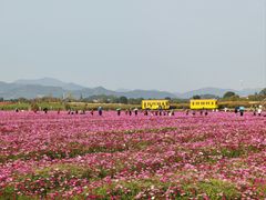 -径山花海