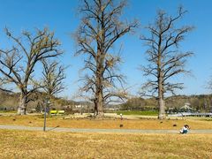 -千年银杏谷文化旅游区
