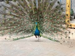 -长白岛森林公园