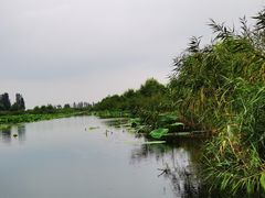 -白洋淀景区