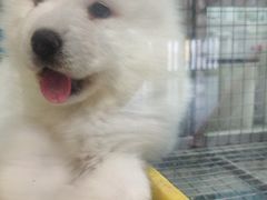 -汤姆宠物(长青北路店)