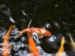 -广州白天鹅宾馆