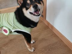 -南京Hallo宠物乐园·哈罗犬舍·柴犬繁育基地