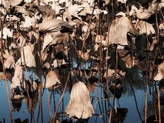 -石家庄市植物园