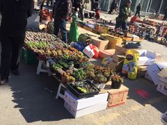 -中环花鸟鱼虫市场