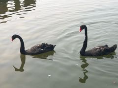 -鄱阳湖国家湿地公园