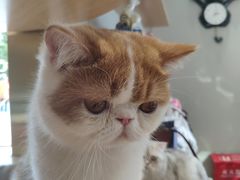 -飞行喵MR PILOT|猫舍·猫咖(静安大融城店)