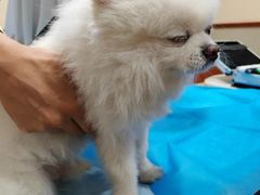 -艾贝尔宠物医院·24H转诊中心·肿瘤猫专科(江宁双龙店)