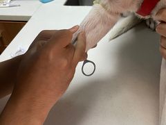 -美联众合宠物医院·爱萌分院·内外科·猫科中心