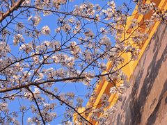 -高东镇樱花园