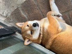 -柴犬高等学院·狗咖·柴犬售卖·宠物训练