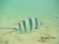 android_upload_pic-东姑阿都拉曼海洋公园