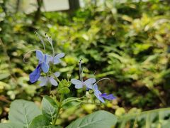 -中国科学院华南植物园