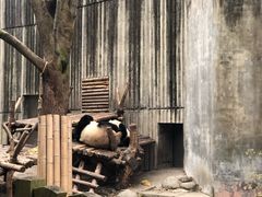 -中国大熊猫保护研究中心雅安碧峰峡基地