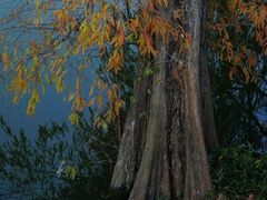 -中国科学院华南植物园