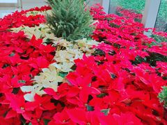 景观位-桂桂茶(恒基名人店)