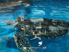 -芜湖新华联大白鲸海洋公园