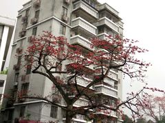 -黄埔古港