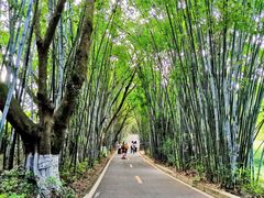 -广东茂名森林公园