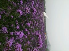 android_upload_pic-北京东方普罗旺斯薰衣草庄园