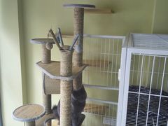 -东方名猫馆·英短金渐层布偶猫舍(环线广场1号楼店)