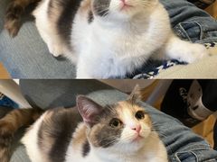 -Cappucimeow猫咪咖啡馆(韦伯时代店)