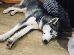 -Husky Go! 哈士奇体验馆·宠物咖啡厅狗咖