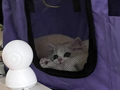 -momokira米努特·德文卷毛猫·棉花面纱犬
