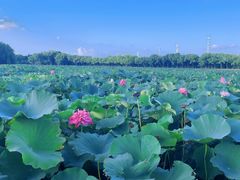 -荷塘月色湿地公园·向阳花洲