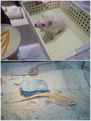 -Moni星球萌宠·小马宝莉·灵蛇·高端高阶全萌宠互动体验俱乐部(红豆国际广场店)