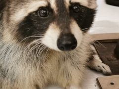 -浣熊柯尔鸭土拨鼠·电玩咖