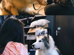 -more than meow吴止猫主题餐厅(承德 中船汇店)