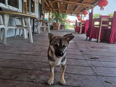 -同銮特种养殖场·龙虾垂钓