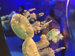 -海合安成都极地海洋公园