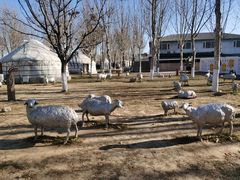 -九十九顶毡房(阜石路店)