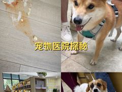 -美联众合动物医院·24h转诊中心